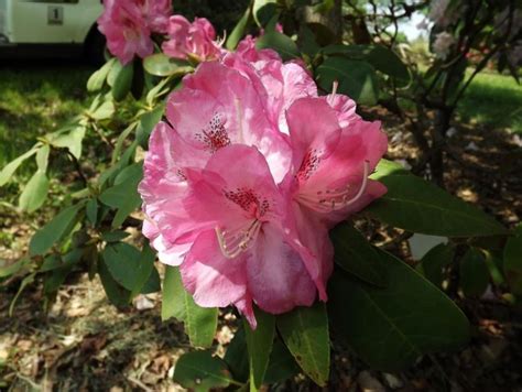 Rhododendron 'Pink Ink' - Pink Ink rhododendron | The Dawes Arboretum