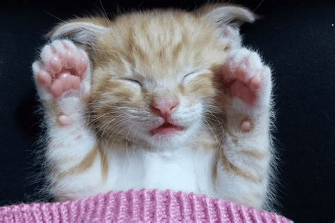 Cat Paw Pad Peeling Cause, Symptoms & Treatment Options - Creature Clinic