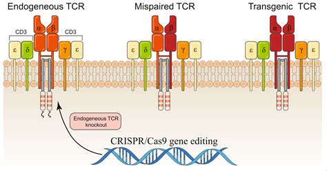 高品质Cas9酶，助力“魔剪”CRISPR/Cas基因编辑技术 - 自主发布 - 资讯 - 生物在线