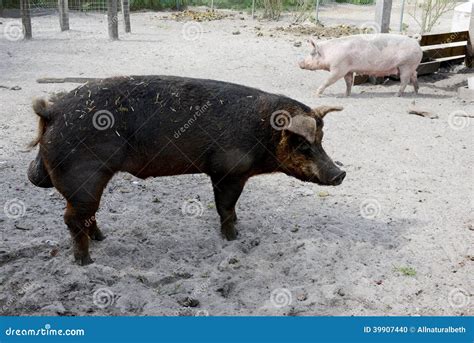 Male and Female Pig on a Farm Stock Photo - Image of happy, country ...