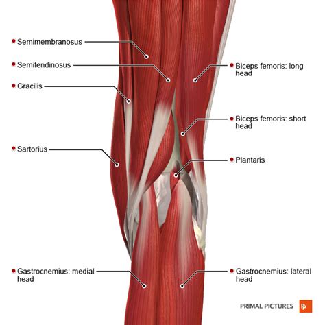 Image result for Hamstring Muscles