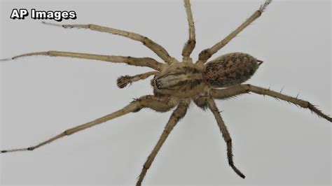 Baby Brown Recluse Spider Size