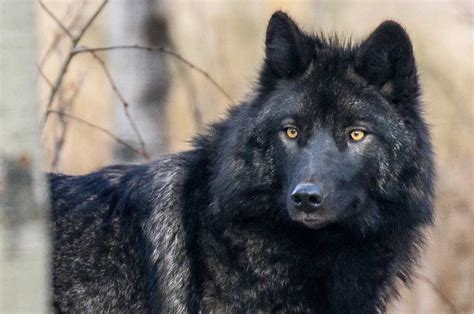 Image result for Wolves Calling