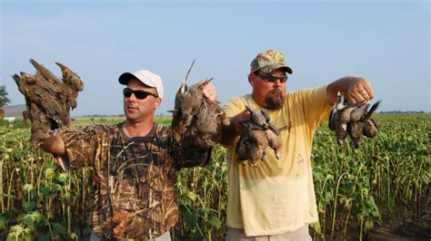 North Carolina hunters will be able to start on a limit of doves on Sept. 5