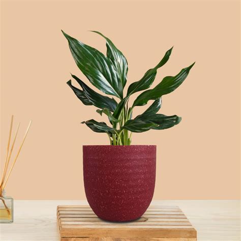 Greenkin Peace Lily Plant in Eco Pot | Live Plants | Indoor Plants for ...