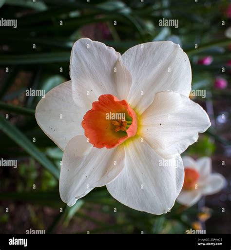 Narcissus Flower Greek Mythology