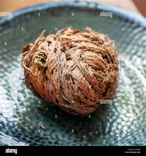 Dino plant, Roses from Jericho, Selaginella lepidophylla Stock Photo ...