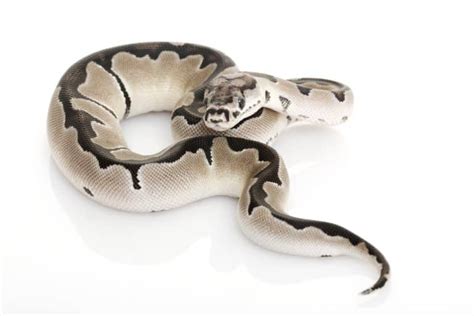 11 US Ball Python Breeders You Can Trust (Online & in-Store)