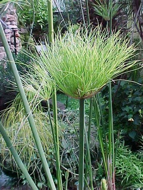 Cyperus papyrus