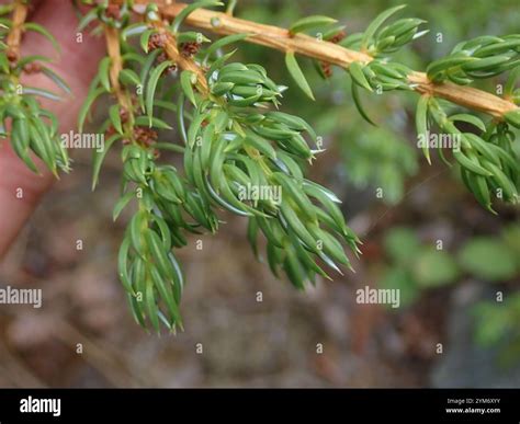 common juniper (Juniperus communis Stock Photo - Alamy