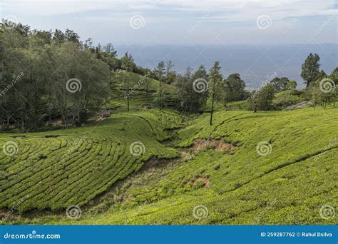 A View of Tea Gardens Located at Ooty Tamil Nadu, India.Lush Greenery Landscape Photograph of ...