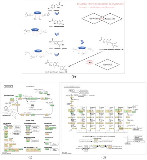 LRRC19—A Bridge between Selenium Adjuvant Therapy and Renal Clear Cell ...