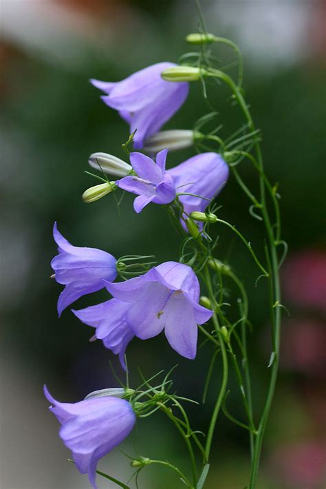Plant With Bell Shaped Flowers Known In Scotland As The Bluebell