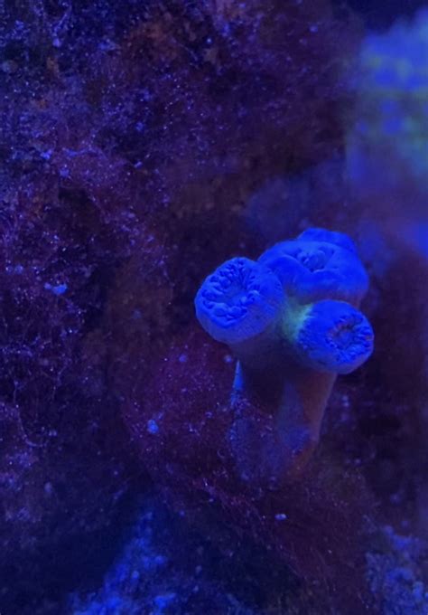 Corals Dying 的图像结果