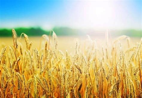 How to weather-proof food security - ICRIER