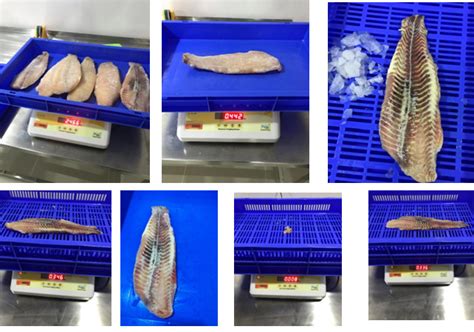 Fish Fillets - Frozen to Actual Net Weight a research in Coimbatore Ma ...