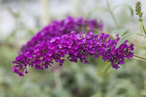 Buddleja davidii 'Miss Ruby', Schmetterlingsflieder, pink, | HORNBACH