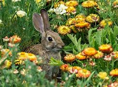 Image result for Rabbit Veggies