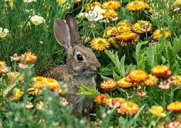 Image result for Rabbit with Flowers