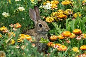 Image result for Rabbit Inside Flower