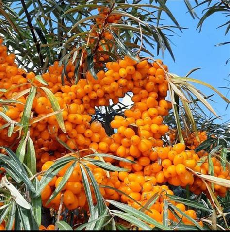 Seabuckthorn - Sanjivanibooti – Himalaya2Home