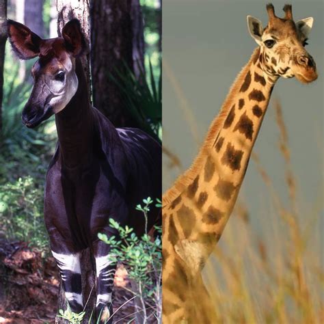 Okapi 的图像结果