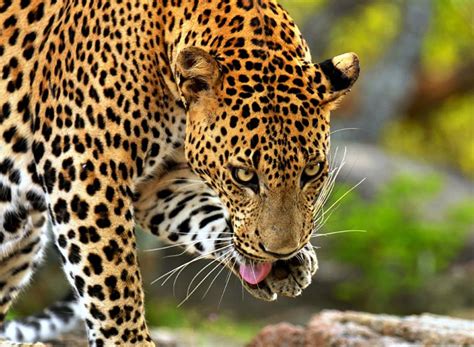 Yala National Park