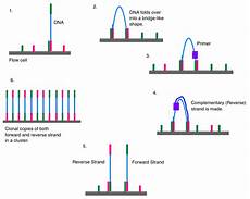 illumina ngs sequencing illumina dye sequencing illumina ngs sequencing illumina dye sequencing