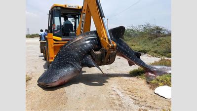 Rescued whale shark washes ashore dead in Tamil Nadu | Chennai News ...