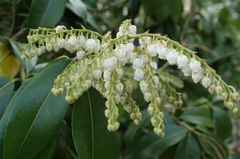 Pieris formosa var. forrestii | Westonbirt