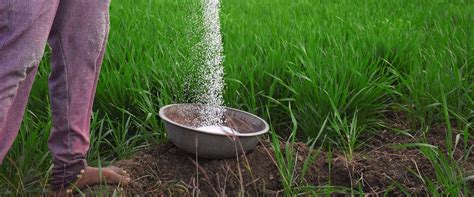 How To Apply Fertilizers: Fertilizing Tips For Beginners