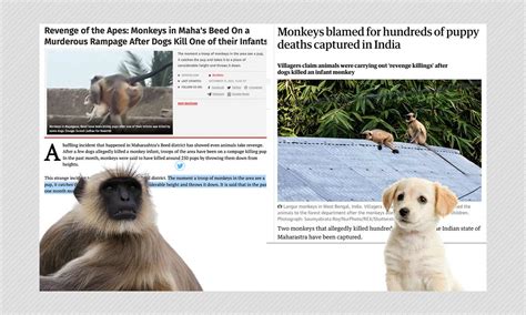 'Revenge of the Apes', Maharashtra's 'Revengeful' Monkeys Killed 250 ...