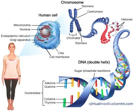 Image result for DNA Introduction