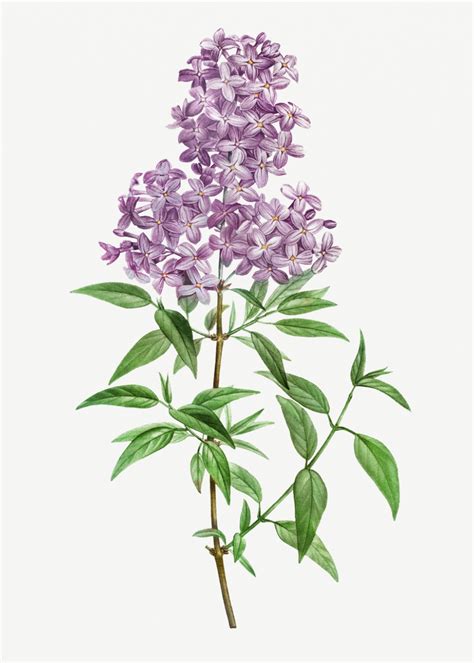 Vintage blooming persian lilac illustration