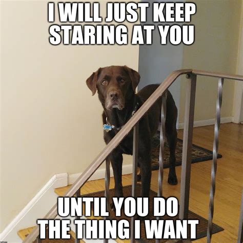 I will just keep staring at you until you do the thing I want - Imgflip
