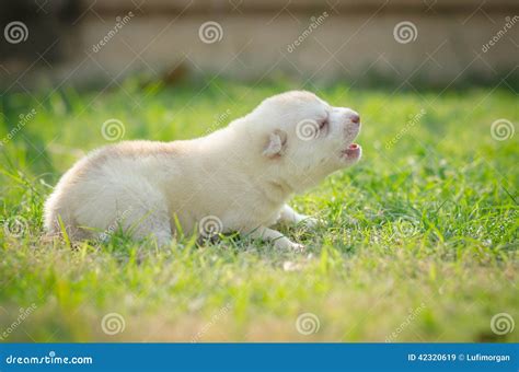 Howling Puppy Siberian Husky Stock Image - Image of cloud, puppy: 42320619
