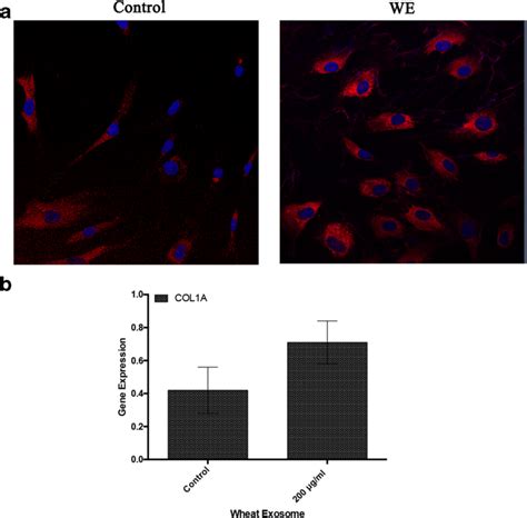 Image result for Scale Bar Magnification
