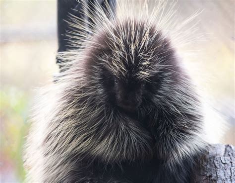 The Virginia Living Museum | Virginia Living Museum