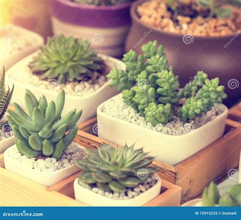 Miniature succulent plants stock image. Image of botanical - 72915233