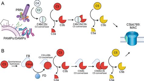 Image result for Complement Pathways Animation