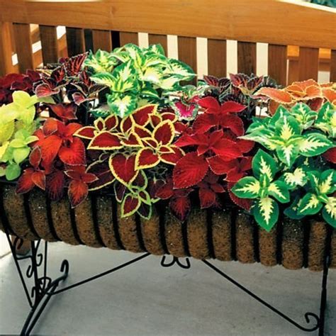 OhhSome Flower Seeds Ornamental Plants Seeds - Coleus Wizard Velvet ...