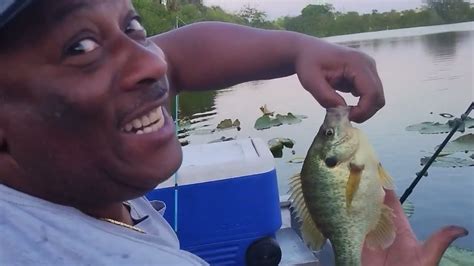 Image result for What Is a Shellcracker Fish