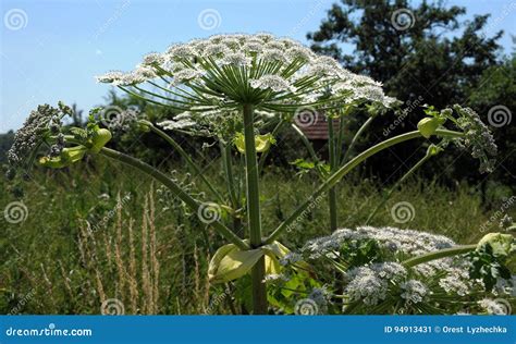 Poisonous Plant Cow Parsnip Sosnowski_2 Stock Image - Image of plant ...
