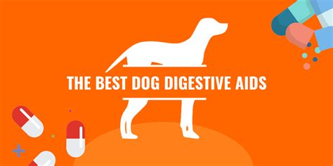 Top 5 Best Digestive Aids for Dogs — Guide, FAQ & Reviews