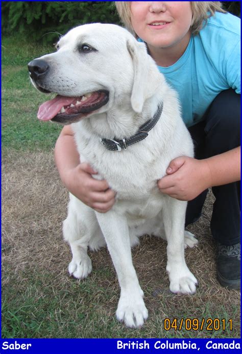 White English Labrador Retriever