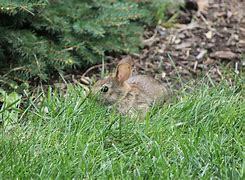 Image result for Baby Bunnies On a Field