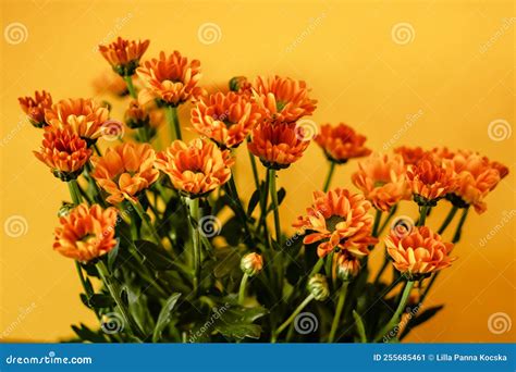 Bouquet of Orange Flowers with a Bright Background Stock Image - Image ...