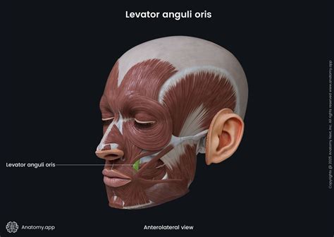 Levator anguli oris | Anatomy.app
