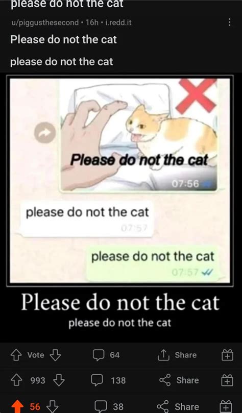 pls do not the cat : r/jankylanky