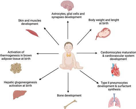 Hypothyroidism In Babies Congenital Hypothyroidism